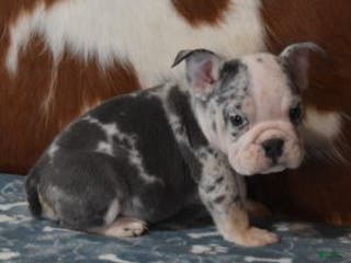 English Bulldog dogs BOSS, BLUE MERLE - Ad 15