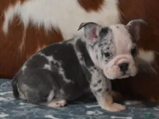 English Bulldog dogs BOSS, BLUE MERLE - Ad 11