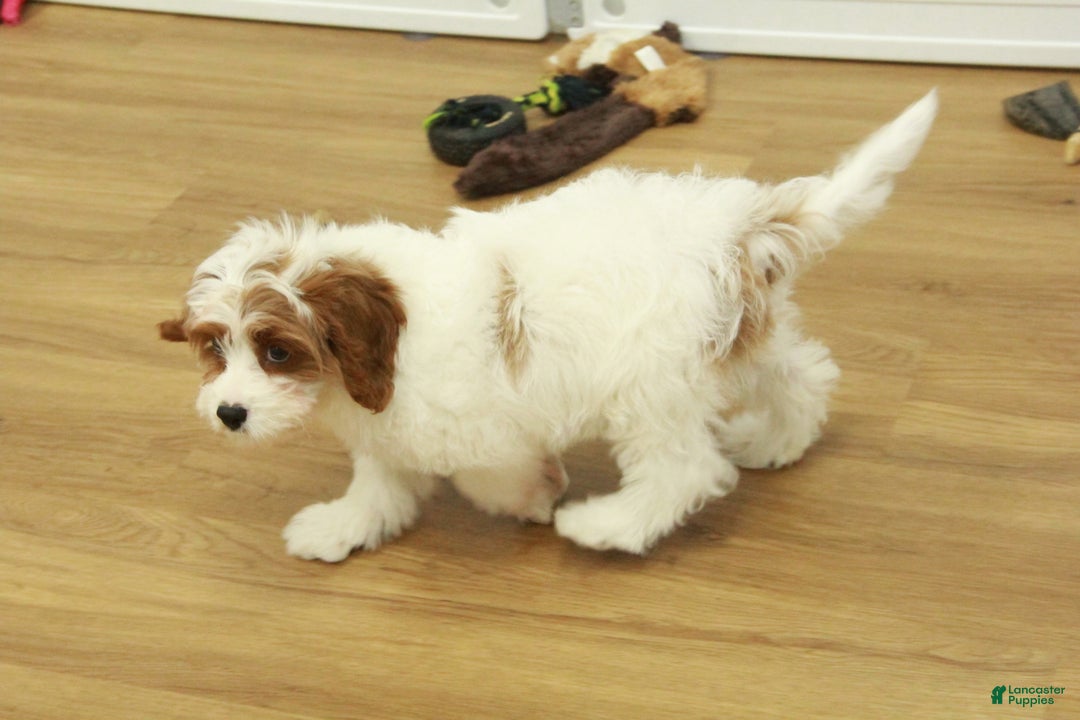 Cavapoo dogs for sale: Madelyn - Ad 3