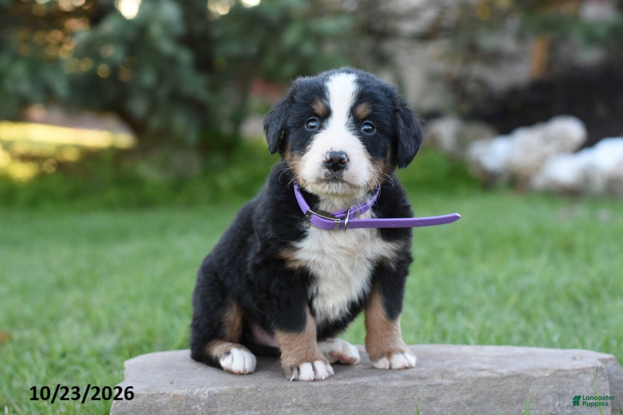 Bernese Mountain Dog dogs for sale: Bow - Ad 1