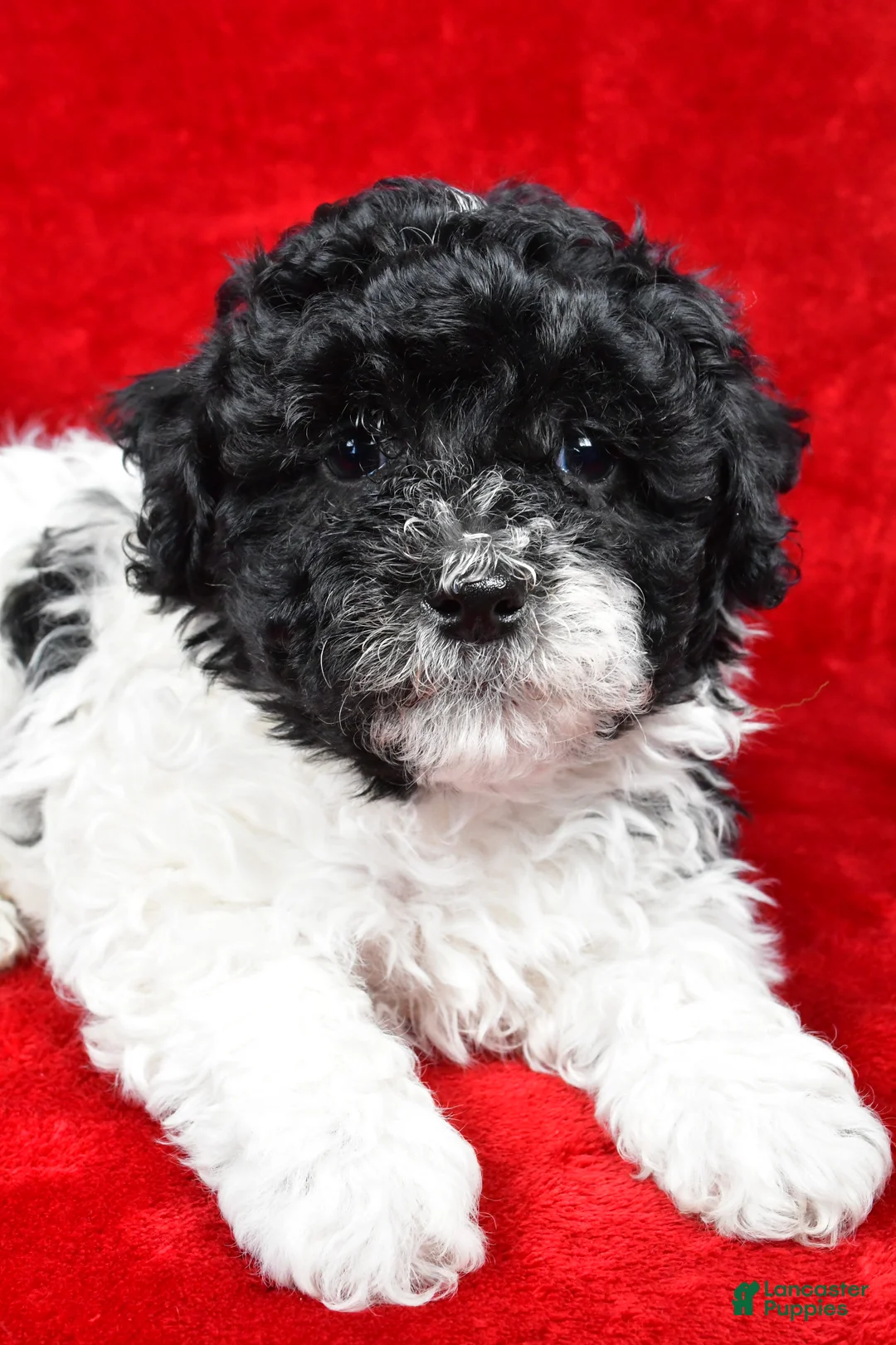 Yorkiepoo dogs for sale: Rilan - Ad 1