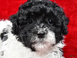 Yorkiepoo dogs Rilan - Ad 10