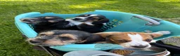 Mixed Breed dogs for sale: Precious - Ad 2