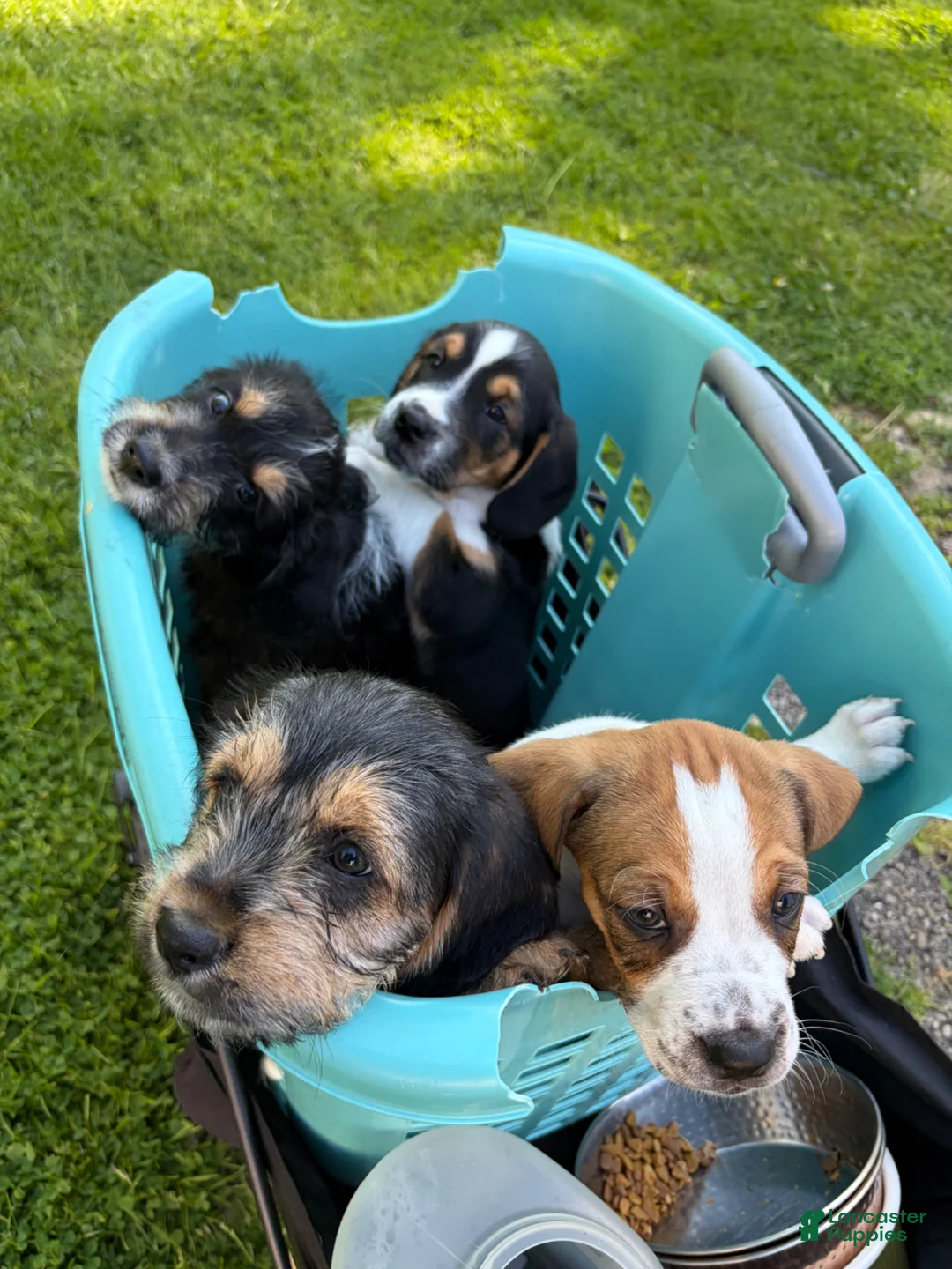 Mixed Breed dogs for sale: Precious - Ad 2