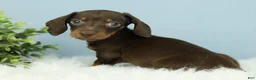 Miniature Dachshund dogs for sale: Thor 🧸 - Ad 6