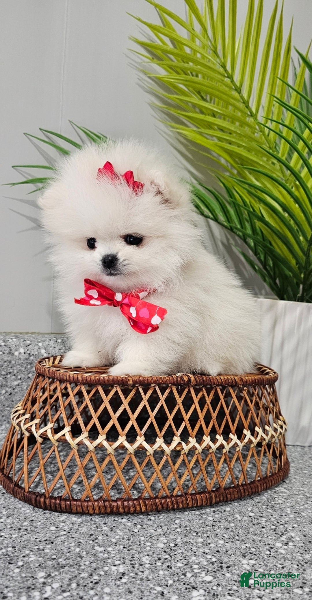 Pomeranian dogs for sale: Tiny Snow Fairy - Ad 2