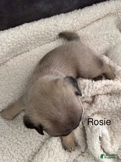 Pug dogs AKC, Rosie - Ad 1
