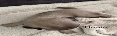 AKC, Rosie
