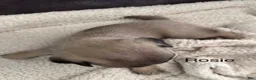 Pug dogs for sale: AKC, Rosie - Ad 1