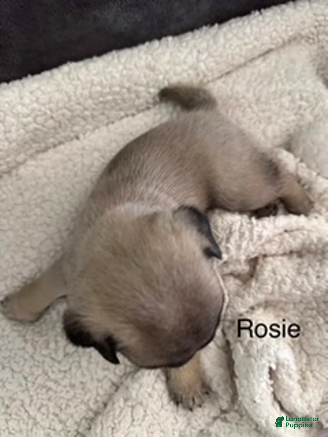 Pug dogs for sale: AKC, Rosie - Ad 1