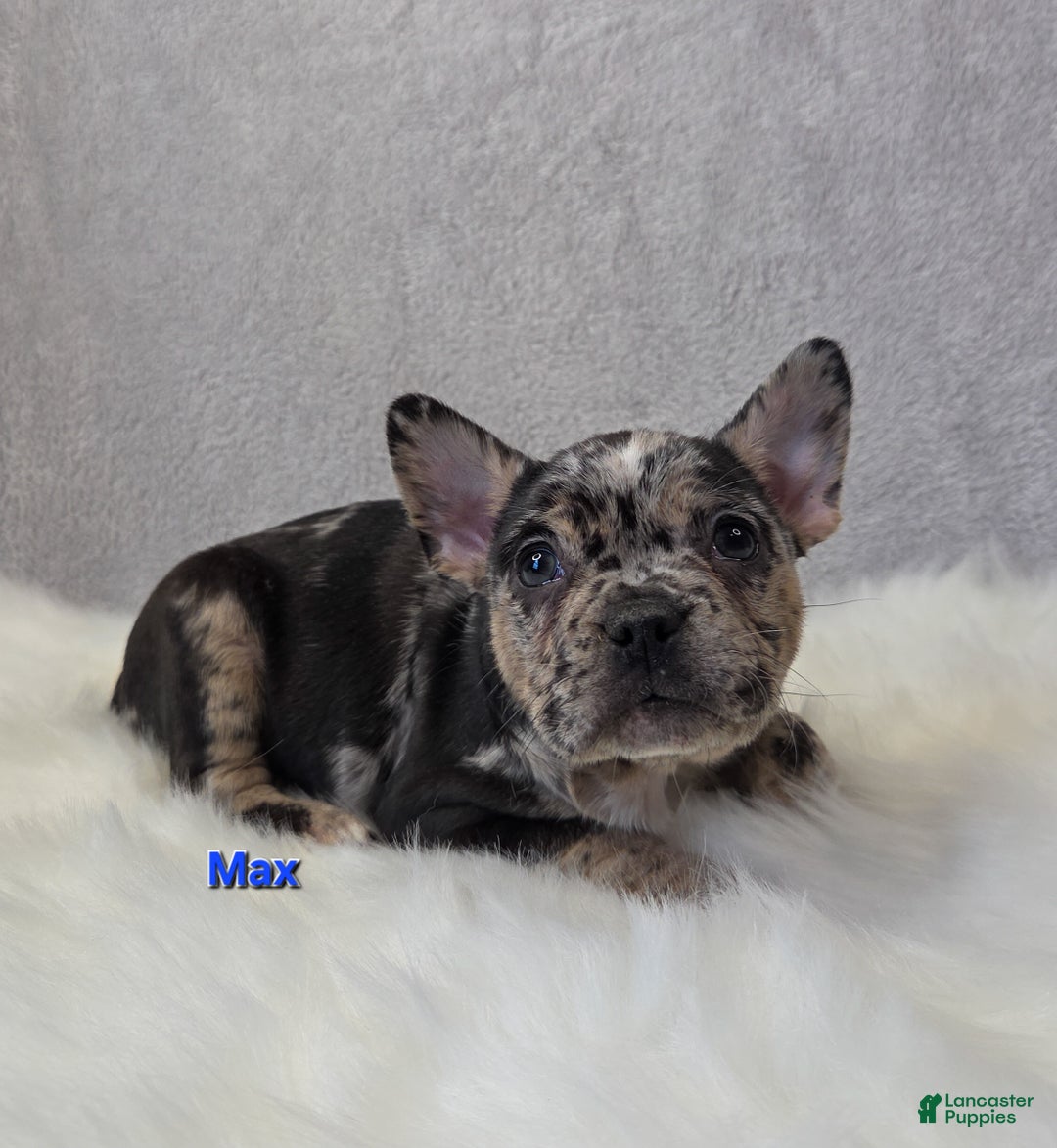 Mixed Breed dogs for sale: Max - Ad 5