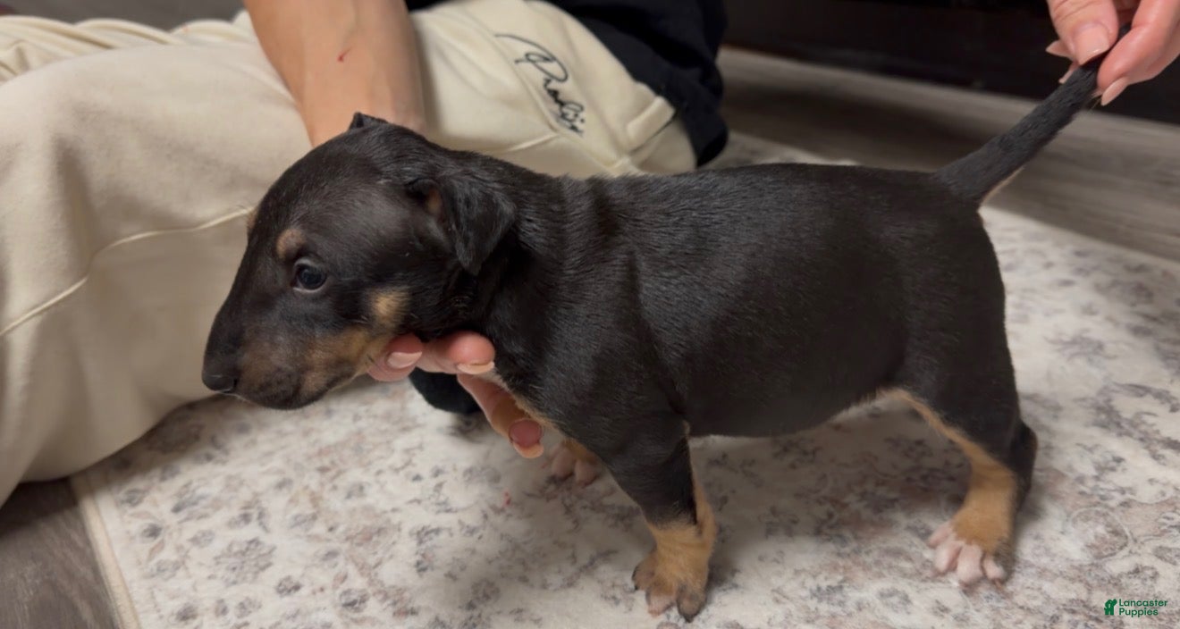 Dog Breed Black English Bull Terrier Puppies For Sale Terrier Dog