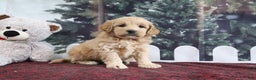 Mini Goldendoodle dogs for sale: Lulu - Ad 3