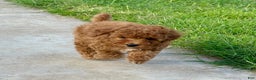 Toy Poodle dogs for sale: Toy Poodle Puppy 4 - Ad 2