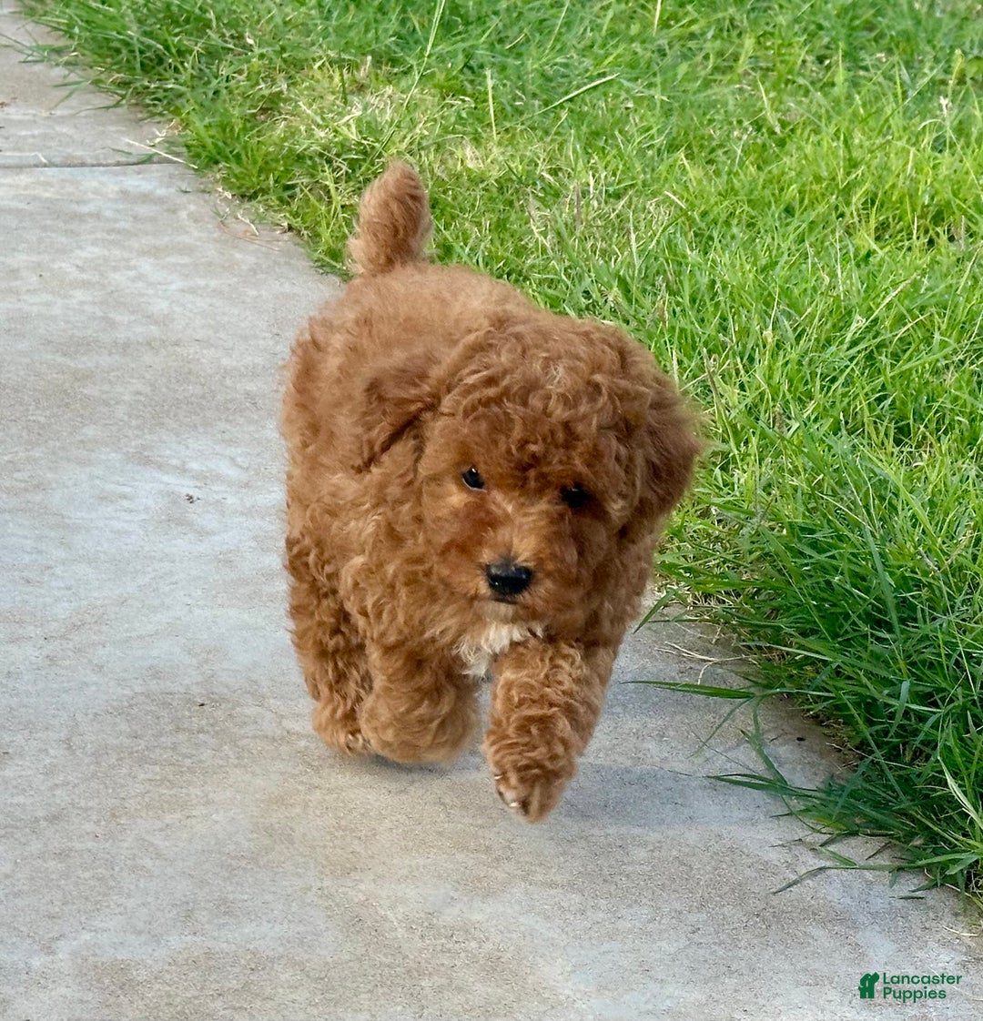 Toy Poodle dogs for sale: Toy Poodle Puppy 4 - Ad 2