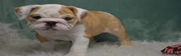 English Bulldog dogs for sale: Maggie - Ad 2