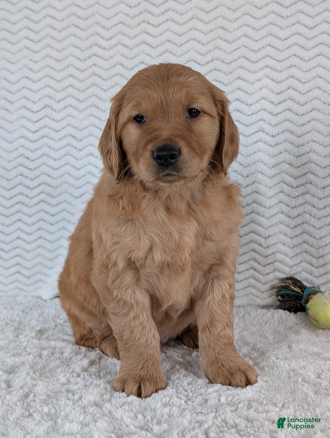 Golden Retriever dogs for sale: Brady - Ad 7