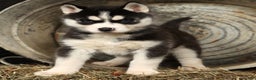Siberian Husky dogs for sale: Twinkle - Ad 1
