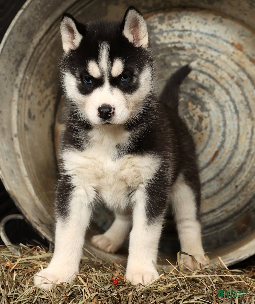 Siberian Husky dogs for sale: Twinkle - Ad 1