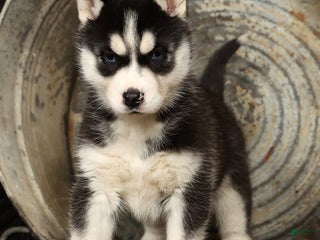 Siberian Husky dogs Twinkle - Ad 30