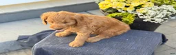 Goldendoodle dogs for sale: Turner - Ad 9