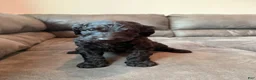 Double Doodle dogs for sale:  Amethyst - Ad 22