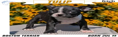 Tulip