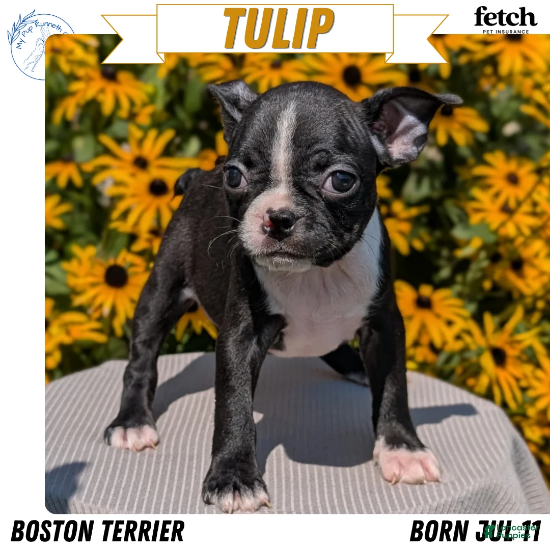 Boston Terrier dogs for sale: Tulip - Ad 1