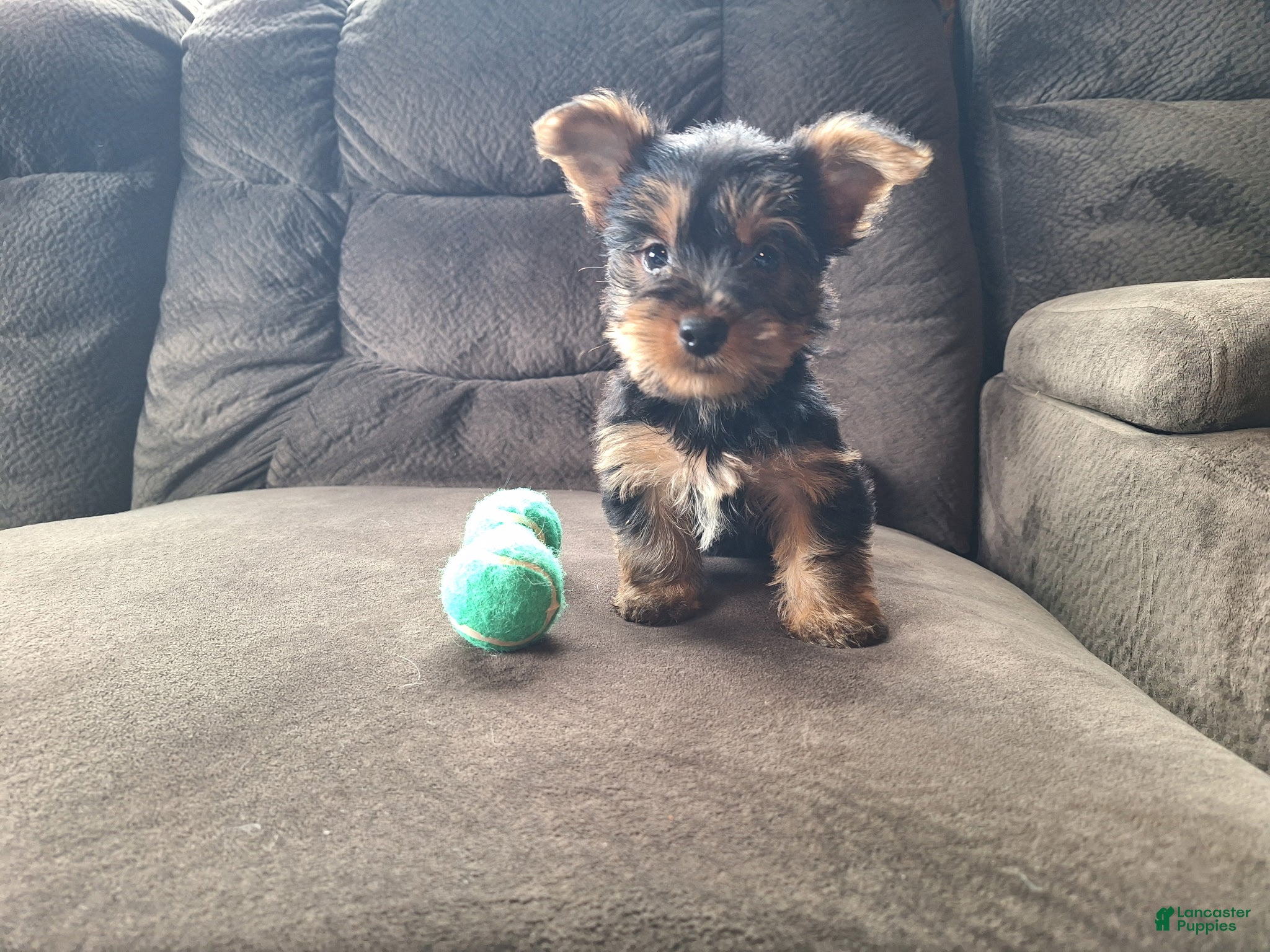 Yorkshire Terrier dogs Rocket - Ad 2