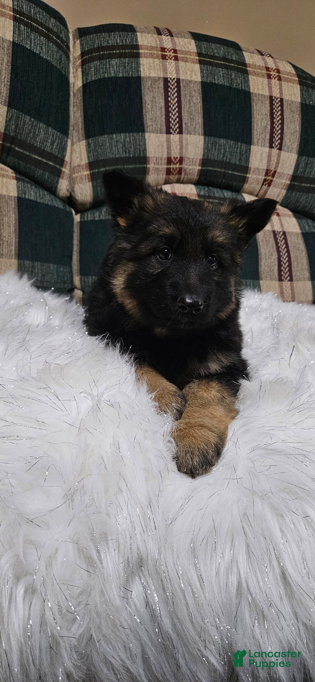 German Shepherd dogs for sale: Lainey - Ad 8