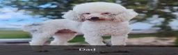 Cavapoo dogs for sale: Jewel - Ad 10