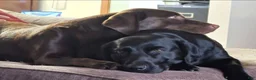 Labrador Retriever dogs for sale: Luigi - Ad 16