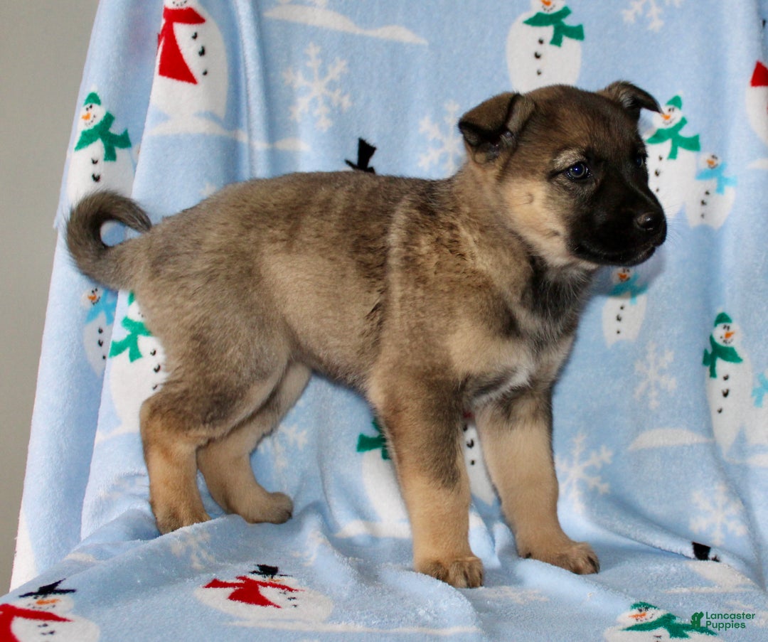 Mixed Breed dogs for sale: Ollie - Ad 5