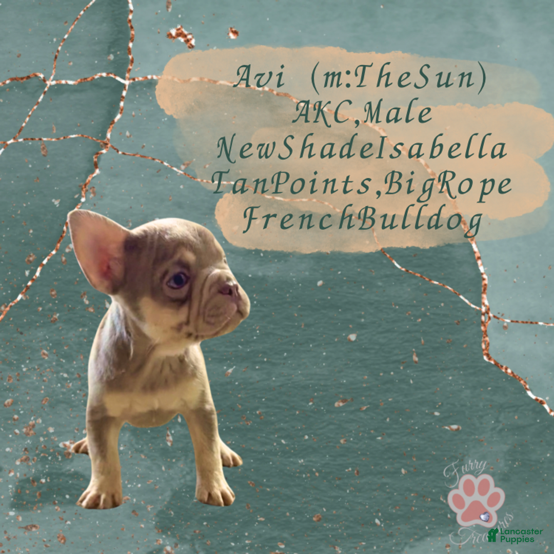 French Bulldog dogs for sale: Avi (m: Light) - Ad 3
