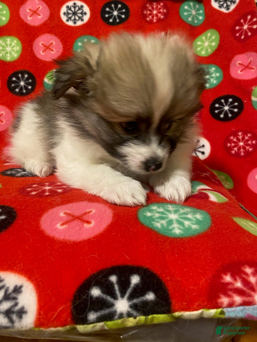 Pomeranian dogs for sale: Pomeranian Puppy Spunky - Ad 3
