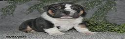 English Bulldog dogs for sale: Anson - Ad 5