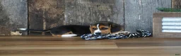 Beagle dogs for sale: Cooper - Ad 10