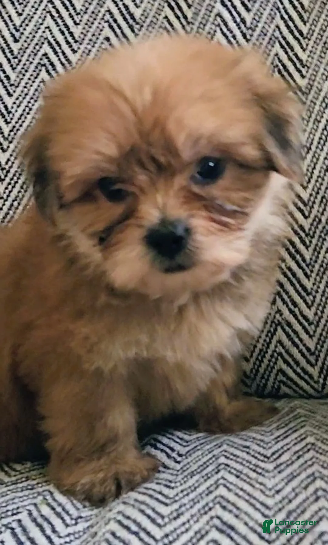 Shorkie dogs for sale: Patti - Ad 8