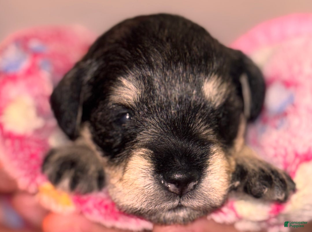 Miniature Schnauzer dogs for sale: Miniature Schnauzer Puppy 7 - Ad 5