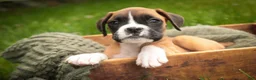 Boxer dogs for sale: Scott - Ad 4