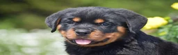 Rottweiler dogs for sale: Owen - Ad 3