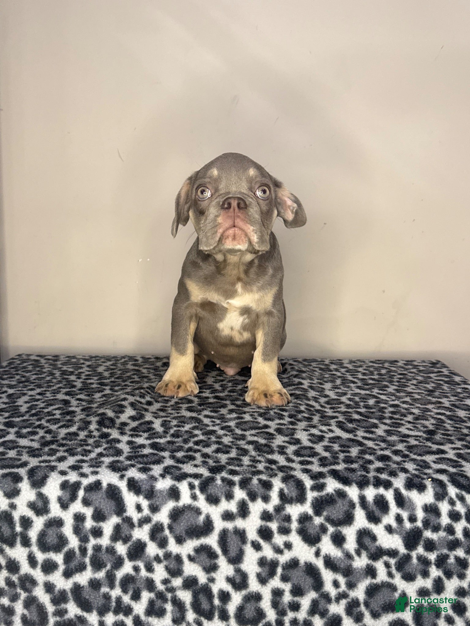 French Bulldog dogs French Bulldog 1 - Ad 32
