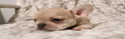 French Bulldog dogs for sale: Louie - Ad 10