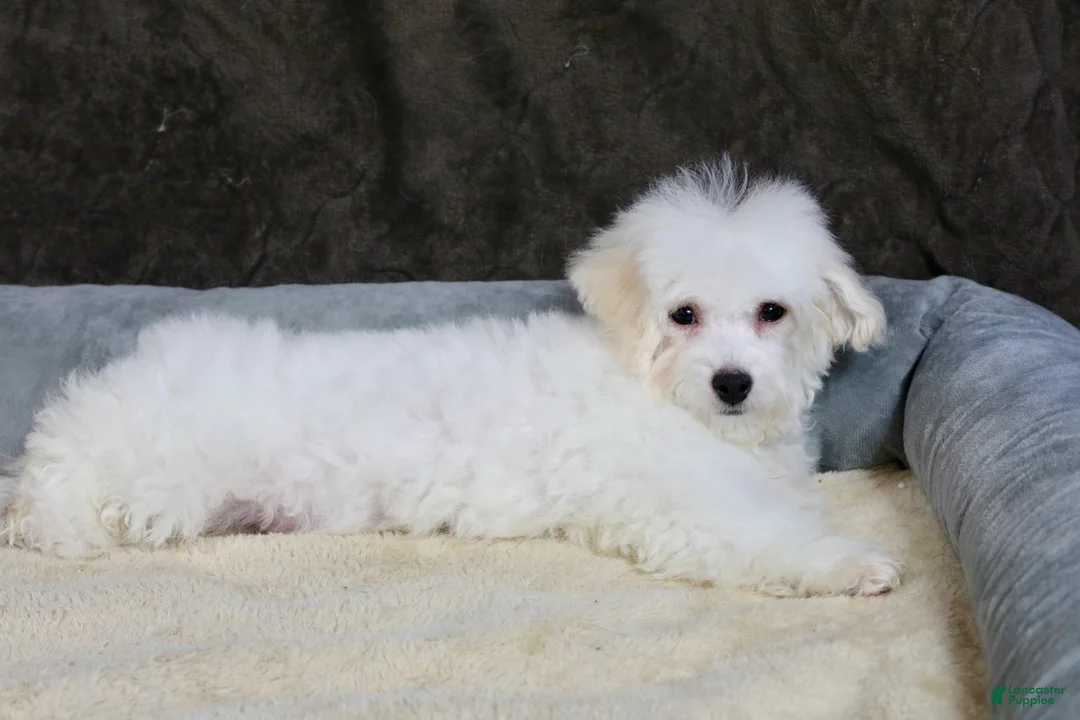 Teddy Bear dogs for sale: Dasher - Ad 11