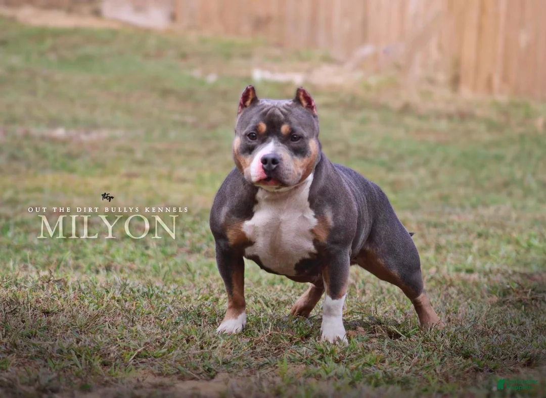 American Bully dogs for sale: American Bully Puppy 2 - Ad 2