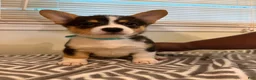 Welsh Corgi Pembroke dogs for sale: Joy - Ad 2