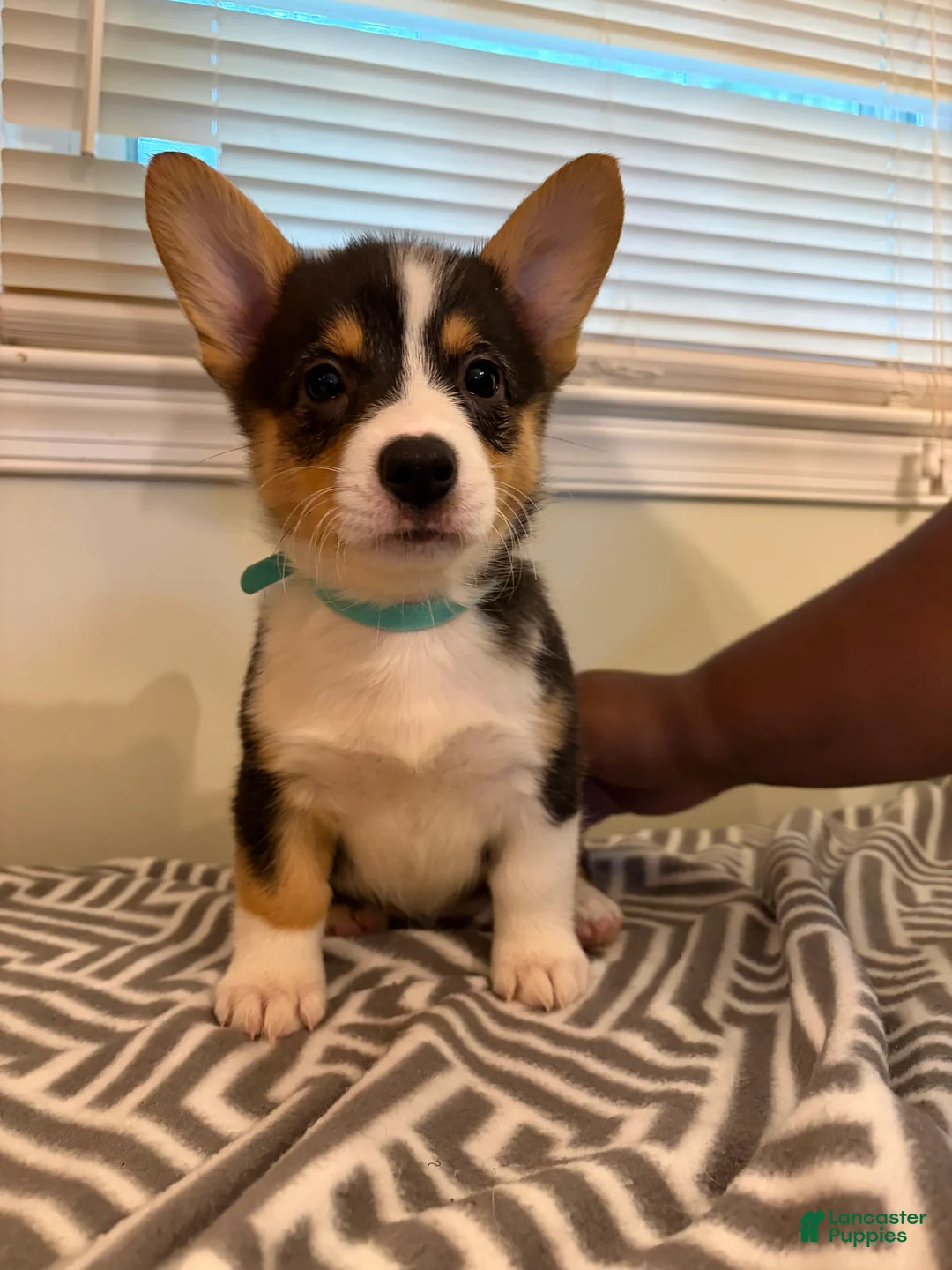 Welsh Corgi Pembroke dogs for sale: Joy - Ad 2