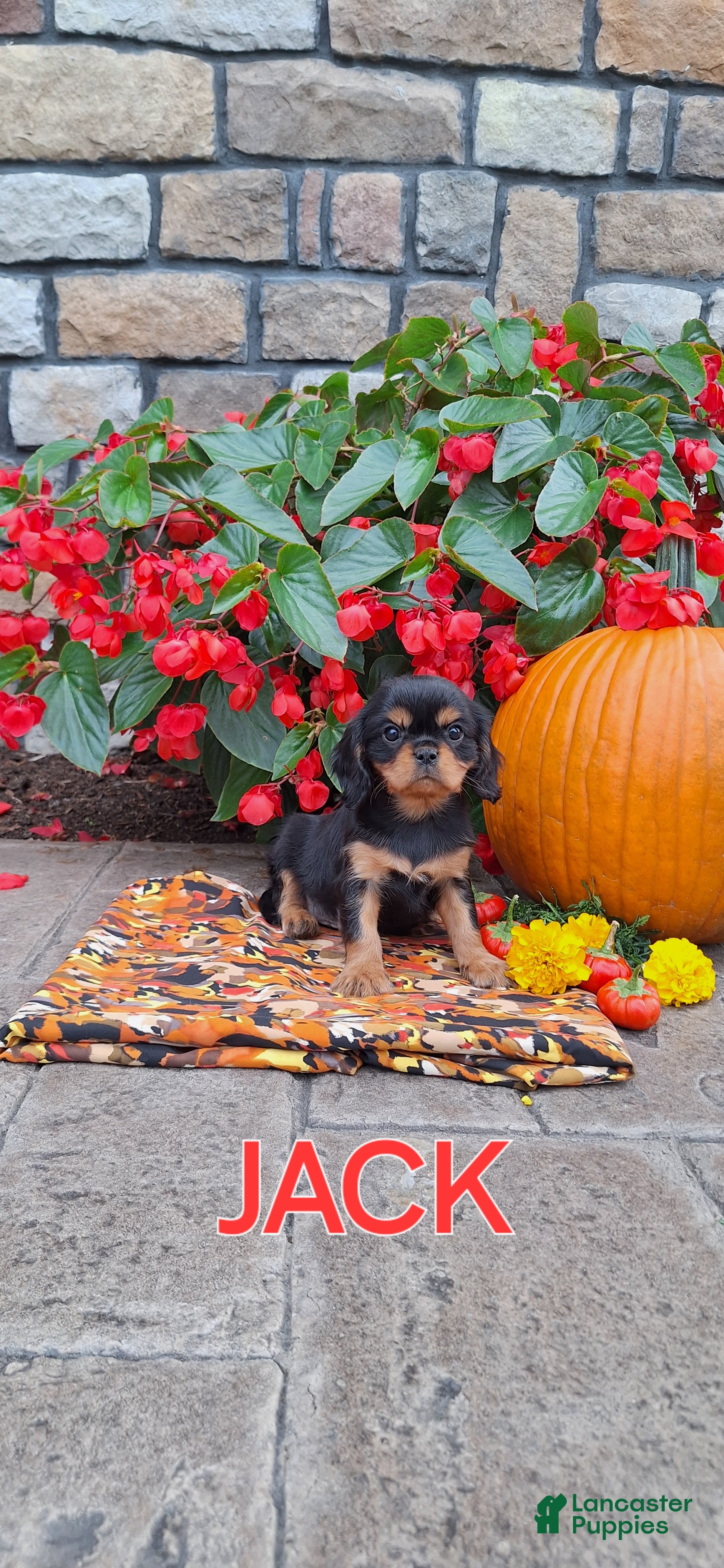 Cavalier King Charles Spaniel dogs for sale: Cavalier King Charles Spaniel 1  - Ad 3