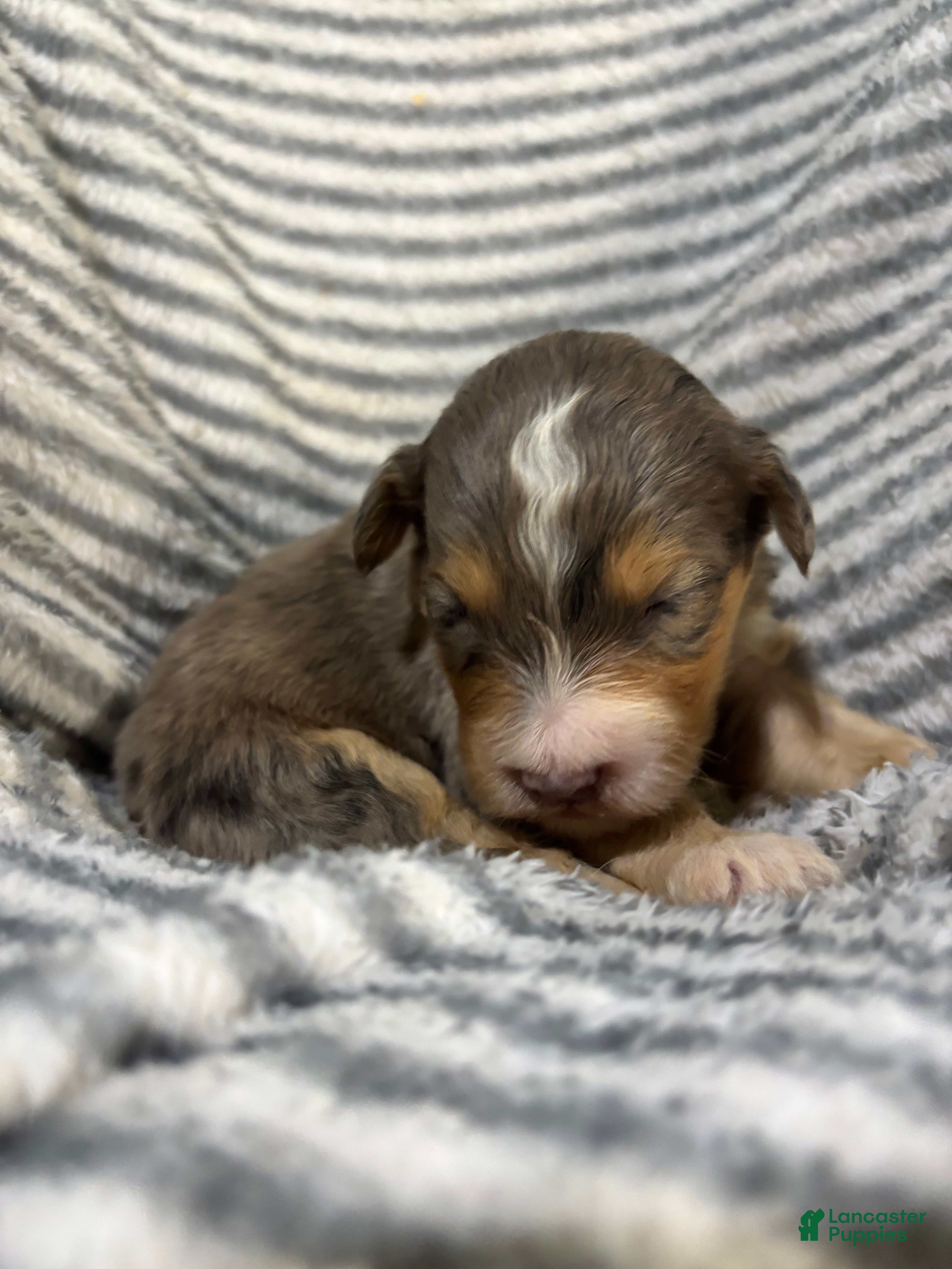Aussiedoodle dogs Aussiedoodle 2 - Ad 1