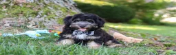 Mini Aussiedoodle dogs for sale: Austin - Ad 4